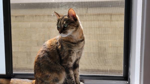 /Images/uploads/Friends of Seal Beach Animal Care Center/2022sbacc/entries/20287thumb.jpg